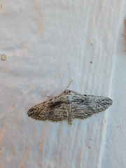 Iridopsis obliquaria