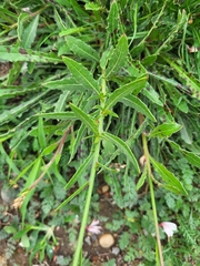 Oenothera lindheimeri