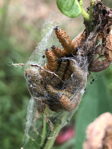 Dogbane Saucrobotys Moth photo 4
