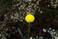 Craspedia variabilis