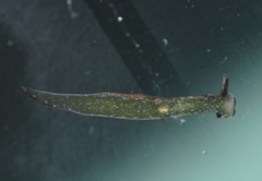 Elysia viridis
