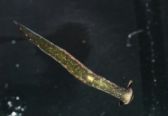 Elysia viridis
