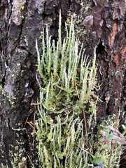 Cladonia cenotea