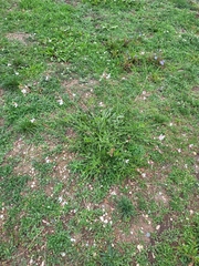 Oenothera lindheimeri