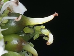 Aphis spiraecola