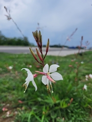 Oenothera lindheimeri