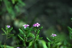 Catharanthus roseus