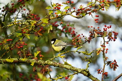 Parus major