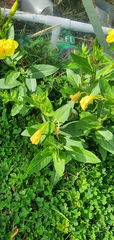 Oenothera glazioviana