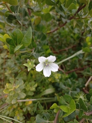 Geranium incanum