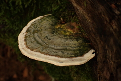Polyporaceae