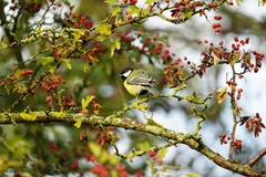 Parus major
