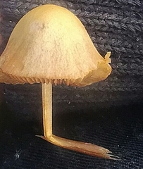 Conocybe tenera
