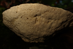 Polyporaceae