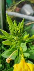 Oenothera glazioviana