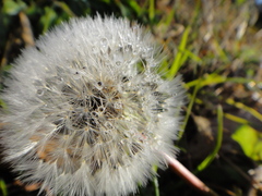 Taraxacum erythrospermum