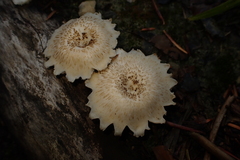 Lentinus