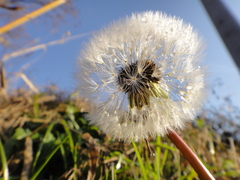 Taraxacum erythrospermum