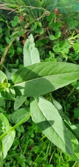 Oenothera glazioviana