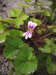 Pelargonium pseudosetulosum