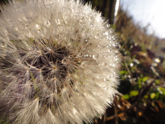 Taraxacum erythrospermum