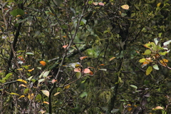Oreothlypis superciliosa