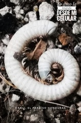 Orthoporus