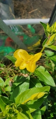 Oenothera glazioviana