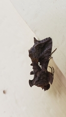 Autographa