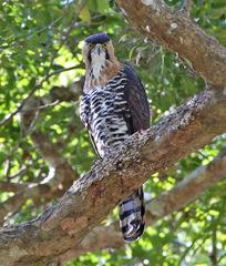 Spizaetus ornatus