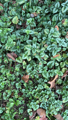 Lamium galeobdolon argentatum