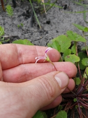 Pelargonium pseudosetulosum