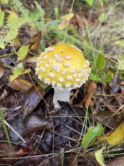 Amanita