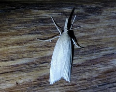 Chilo phragmitella