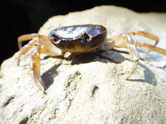 Geothelphusa dehaani