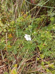 Geranium incanum
