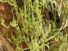 Lycopodiaceae