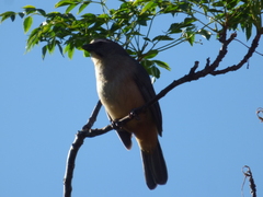 Saltator coerulescens