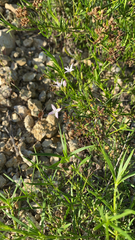 Stenaria nigricans