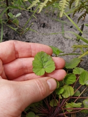 Pelargonium pseudosetulosum