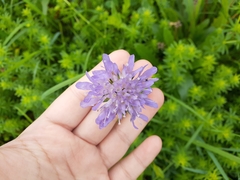 Knautia dipsacifolia