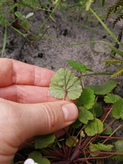 Pelargonium pseudosetulosum