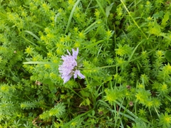 Knautia dipsacifolia