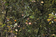 Oreothlypis superciliosa
