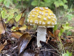 Amanita