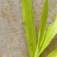 Anoplolepis gracilipes