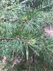 Pinus virginiana