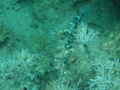 Gobius cruentatus