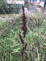 Rumex