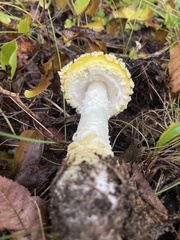 Amanita